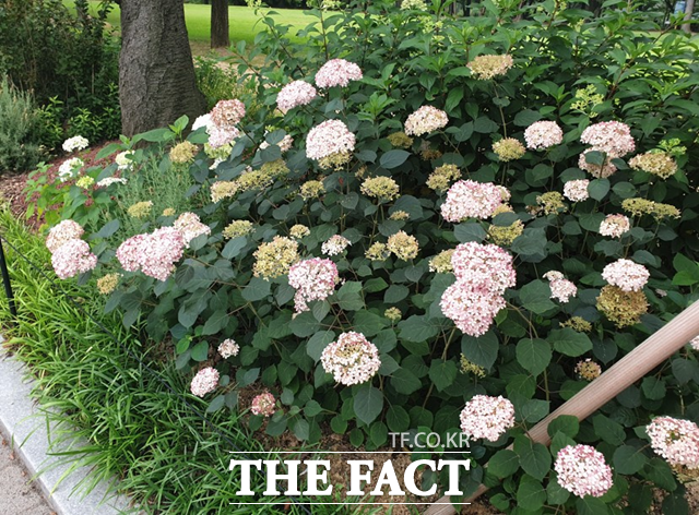 무더운 여름 짙은 녹음이 가득한 서울대공원 곳곳에서 다양한 여름꽃들이 시민들의 눈길을 사로잡고 있다./서울시