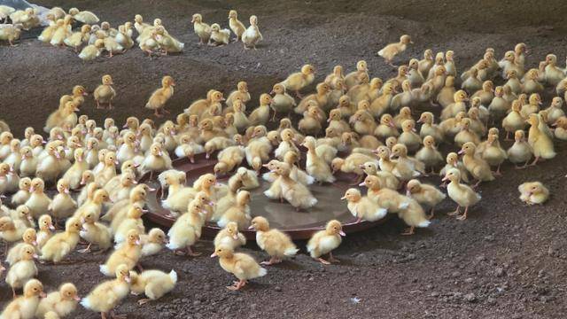 10일 전남 나주시 세지면 한 오리농장에서 더위에 지친 새끼 오리들이 물가에 옹기종기 모여 있다. 나주=김진영 기자