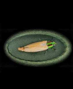 ▲ 비단벌레가 머리와 가슴부터 먼저 착색되는 모습 캡처  영월 천연기념물곤충연구센터 제공