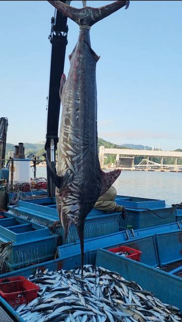 ▲ 제주도와 남해를 비롯해 온·열대 해역에 주로 분포하는 황새치가 10일 삼척 앞바다에서 잡혔다.  정연철 삼척시의원 제공