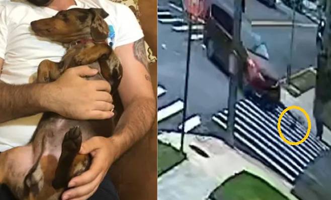 지난달 19일(현지시각) 뉴욕 법원은 신호 위반 차량에 의해 사망한 반려견에 대해 직계 가족으로 인정하고, 그에 상당한 정신적 손해배상을 허용하는 1심 판결을 내렸습니다. 반려동물이 가족으로서 지위를 인정받은 세계 첫 사례입니다. 견주 인스타그램 dapuppy.duke