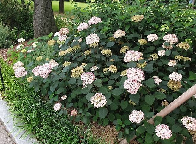 서울대공원에 핀 수국. [서울대공원 제공]