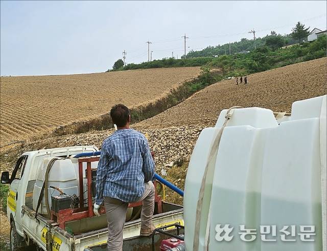 8일 트럭에 물탱크를 싣고 조리개로 배추 모종마다 물을 주고 있는 강원 강릉시 왕산면 고랭지 배추농가의 모습.