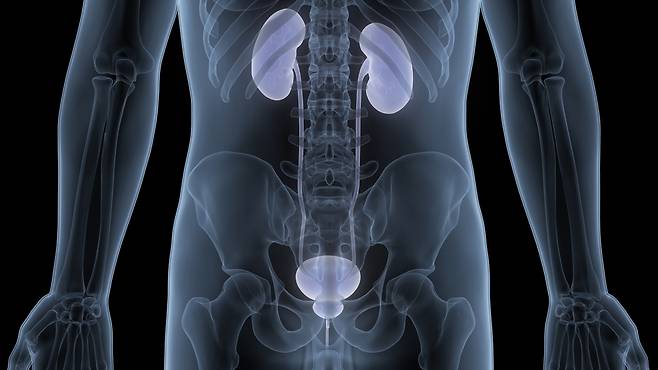 전립선암은 증상이 없어 치료시기를 놓치는 경우가 많은 만큼, 꾸준한 정기검진이 필요하다. 게티이미지뱅크