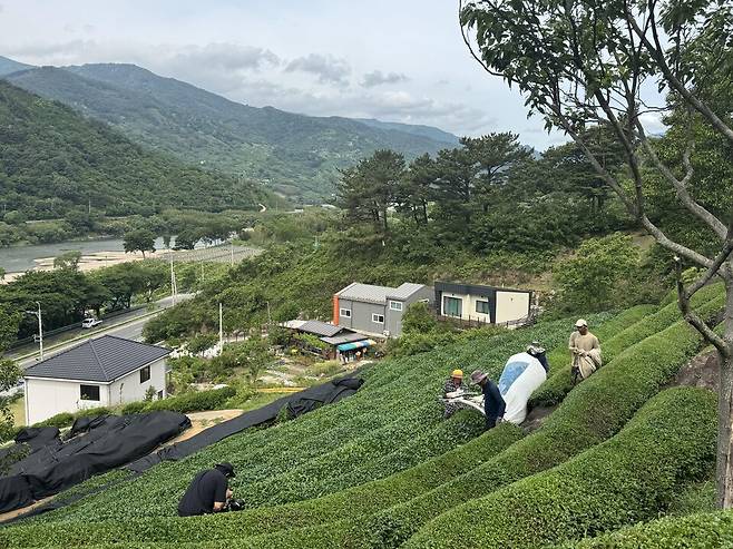 재단법인 하동차&바이오진흥원은 2025년 가루녹차 생산을 위한 1번차 생엽 수매를 마무리했다. ⓒ하동군