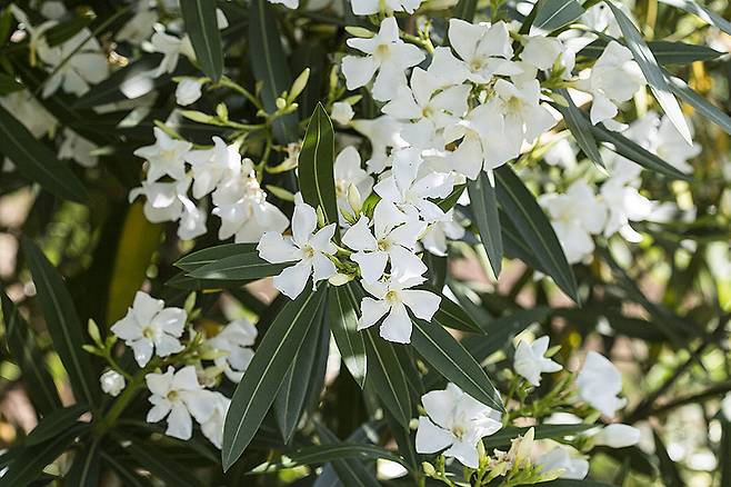 흰색의 협죽도.ⓒ제주의소리
