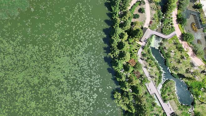 폭염이 지속되는 가운데 11일 오전 경기 수원시 일월저수지가 녹조현상이 발생, 초록빛을 띠고 있다. /박성원 기자