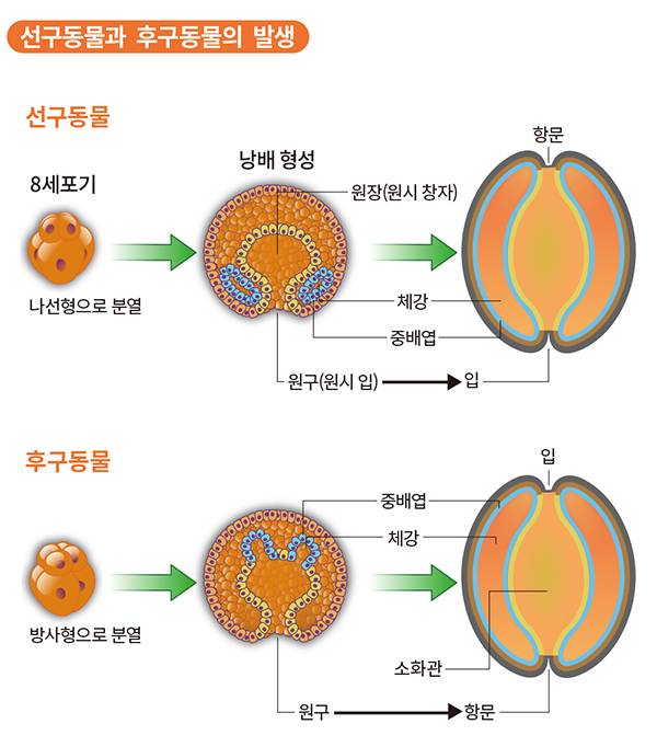 좌우대칭동물은 구멍이 뚫리는 방향에 따라 선구동물과 후구동물로 나뉜다. 입이 먼저 생기는 선구동물과 항문이 먼저 생기는 후구동물의 발생 과정을 그림으로 나타냈다. YassineMrabet (W) 제공