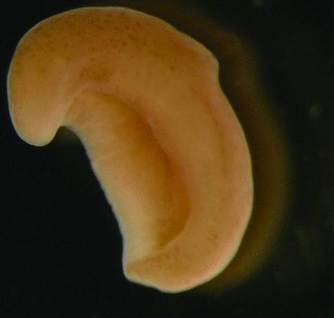 제노투르벨라 보키의 모습. a가 앞부분, p가 뒷부분이다. 검은색 삼각형으로 표시된 부분이 입이다. Hiroaki Nakano(W) 제공