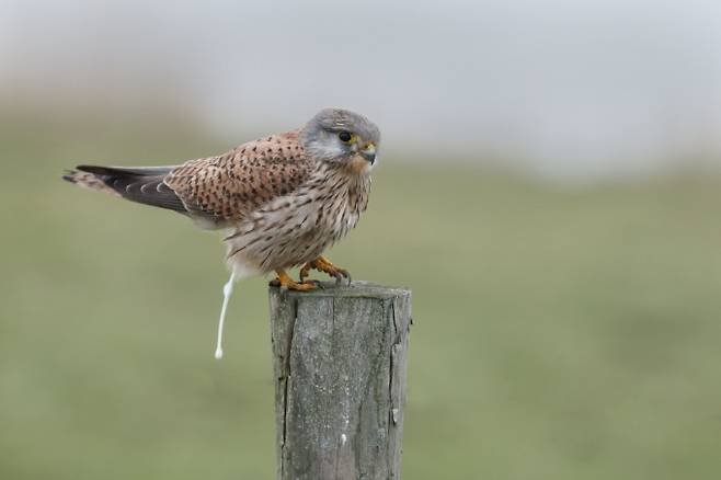 조류, 파충류, 일부 포유류 등 대부분 포유동물의 항문은 배설 기관과 생식 기관의 역할을 동시에 수행한다. 자연계에선 한 가지 역할만 수행하는 인간의 항문이 오히려 드문 경우인 셈이다. 게티이미지뱅크 제공