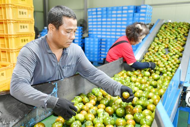 ▲ 2025 화천토마토축제가 다음달 1일부터 3일까지 사흘간 열릴 예정인 가운데 행사 개최지인 사내면 토마토 선별장에서 지역 명품 흑트마토와 깜빠리 토마토 출하가 본격 출하하고 있다.