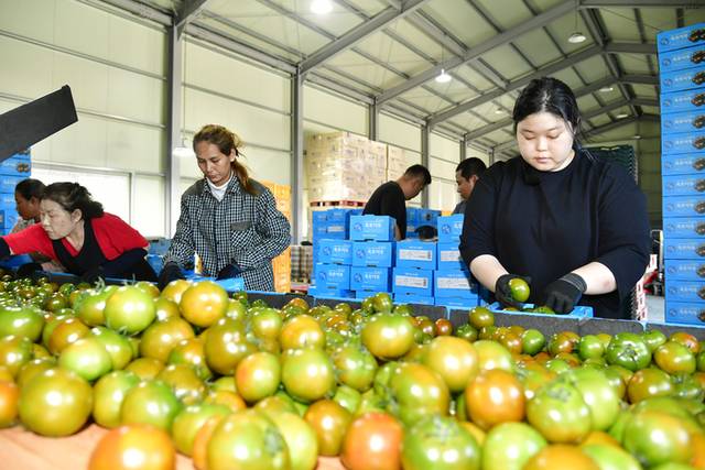 ▲ 2025 화천토마토축제가 다음달 1일부터 3일까지 사흘간 열릴 예정인 가운데 행사 개최지인 사내면 토마토 선별장에서 지역 명품 흑트마토와 깜빠리 토마토 출하가 본격 출하하고 있다.