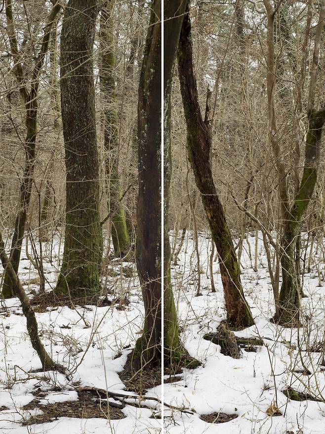 윌더 Wilder /  Untitled, 165x220cm (a set of 2 panels), Archival Pigment Print / ⓒ 정희승, 고은깁슨미술관 제공