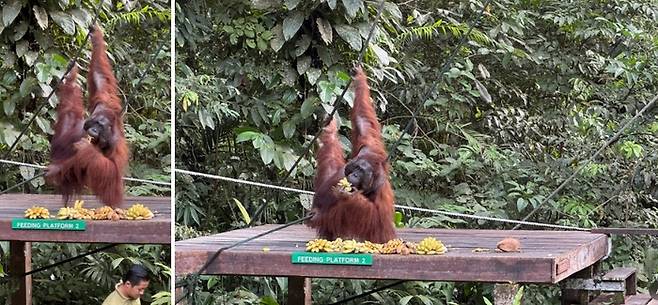 세멩고 야생센터에서 만난 오랑우탄 ‘에드윈’ / 사진=홍지연 여행+ 기자