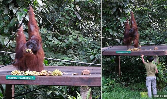 세멩고 야생센터에서 만난 오랑우탄 ‘에드윈’ / 사진=홍지연 여행+ 기자