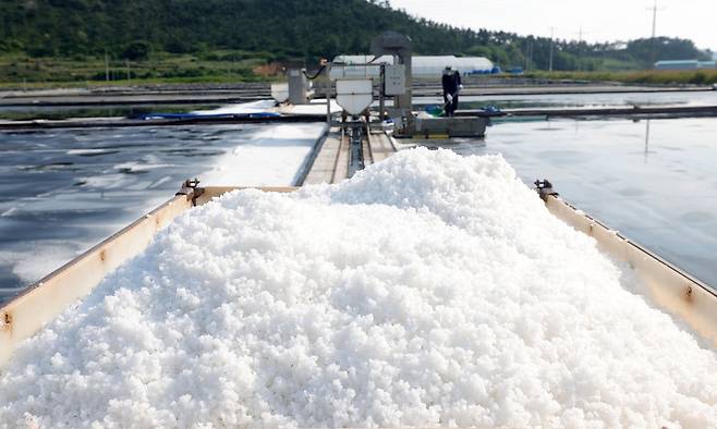 소금 열차 위에 막 수학한 천일염이 쌓여 가고 있다.