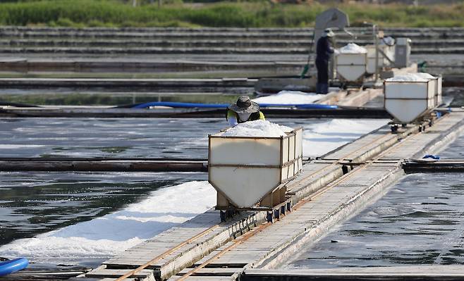 염부 전동길 씨가 수확한 소금을 소금창고로 옮기고 있다.