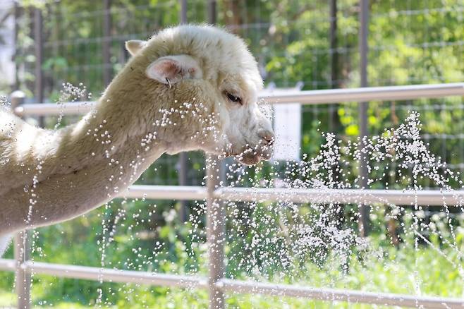 전국 대부분 지역에 폭염 특보가 발효된 10일 서울 광진구 어린이대공원 동물원에서 알파카가 물로 더위를 식히고 있다. 2025.7.10. 연합뉴스
