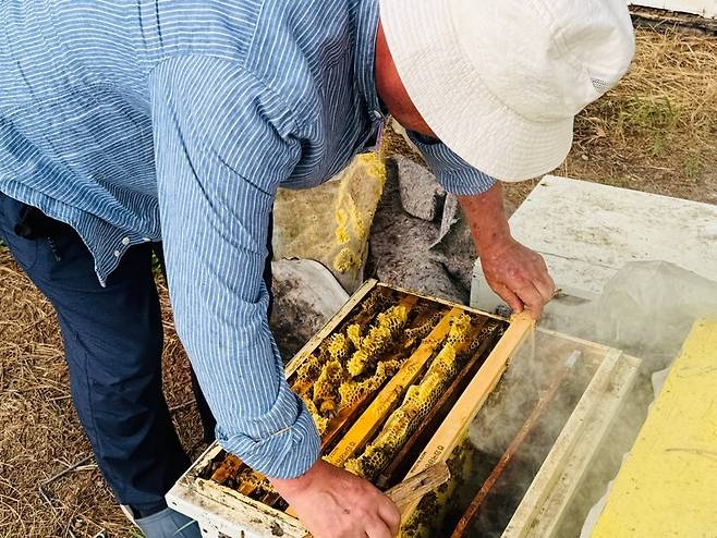 벌통 안을 들여다보는 김종화 한국양봉협회 부회장 [촬영 김진방]