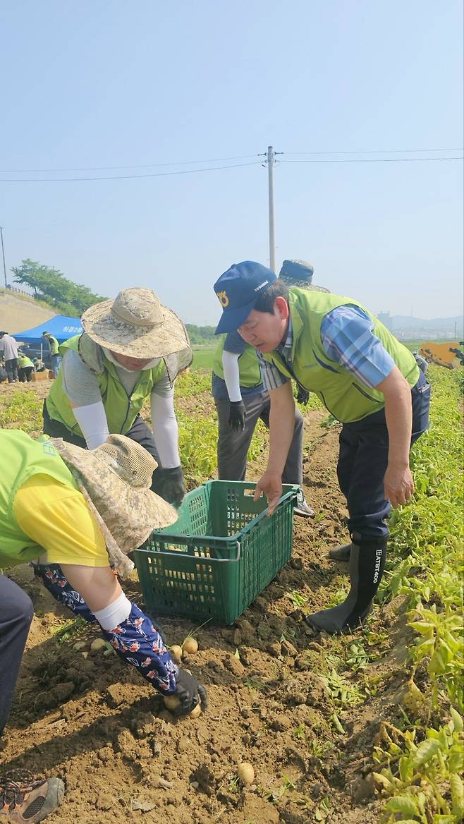 박경식 안산농협 조합장(오른쪽에서 첫번째)이 '농촌일손돕기 릴레이'의 일환으로 감자 수확을 하고 있다. 사진=안산농협