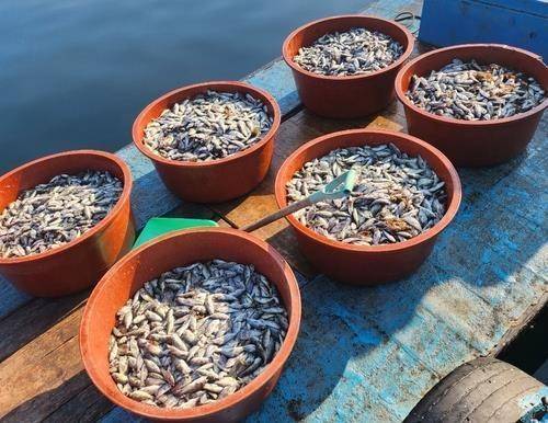 지난해 경남의 한 가두리 양식장에서 고수온으로 인해 폐사한 물고기들이 고무통 안에 담겨 있다. / 거제 어민