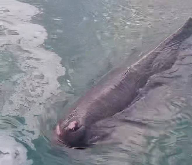 13일 오전 부산 기장군 연화리 대변항에 나타난 새끼 향고래. (사진=울산해양경찰서 제공)