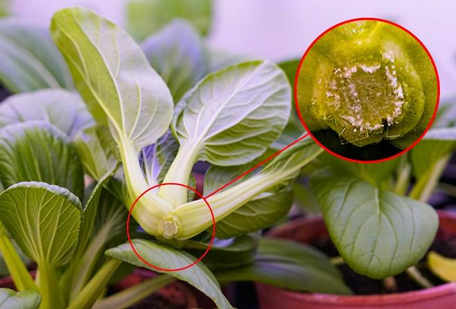 채소 유통기한을 멜라토닌으로 연장할 수 있다는 연구 결과가 나왔다. 미세바늘이 달린 패치로 멜라토닌을 채소에 주입(붉은색 원 안)하는 방식이다./미 MIT