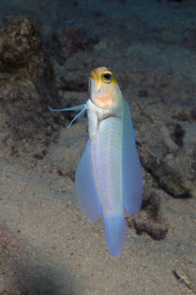 물고기가 물속에서 한자리에 떠 있는 호버링 자세를 유지하려면, 쉬고 있을 때보다 평균 두 배 가까운 에너지를 써야 한다. 겉보기엔 정지한 듯 보이지만, 실제로는 지느러미를 미세하게 조절하며 균형을 잡는 고된 활동이다. (사진=게티이미지)