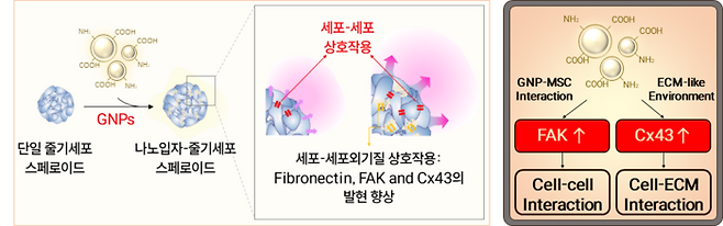 나노입자-줄기세포 융합 첨단재생바이오 치료제의 조직재생 메커니즘.