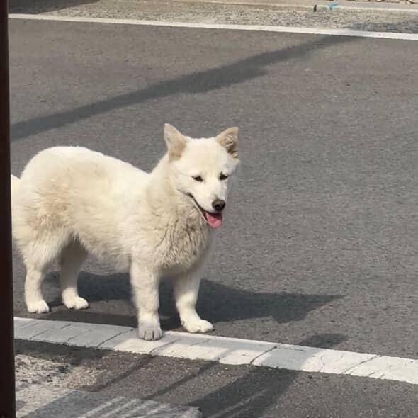 주차장에 정착해 살던 흰애기 모습. 장희정씨 제공