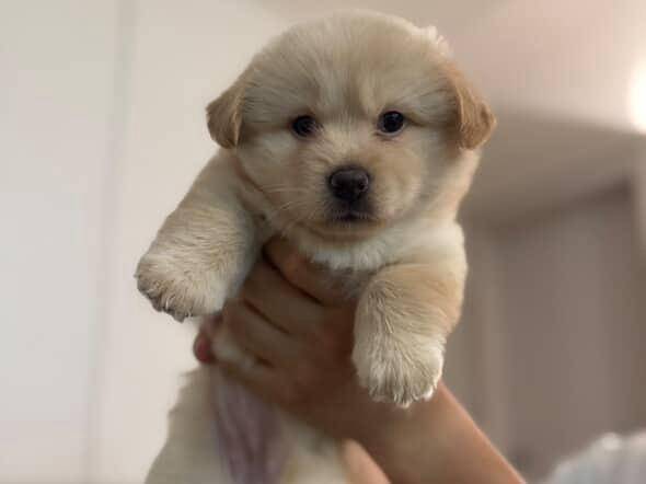 가족을 찾고 있는 갈색이. 장희정씨 제공