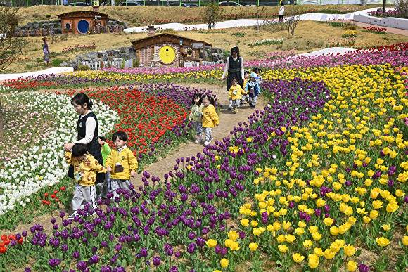 지난 4월 세천늪테마정원에서 활짝 핀 튤립 사이를 따라 산책 중인 어린이집 원아들 [사진=달성군]