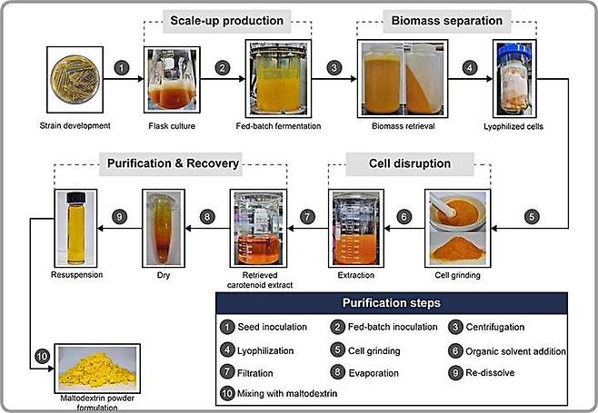 [대전=뉴시스] 미생물에 기반한 루테인 대량 생산 플랫폼 모식도.(사진=KAIST 제공) *재판매 및 DB 금지