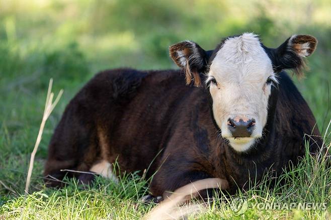 미 텍사스주 농장의 소 [AFP 연합뉴스 자료사진. 재판매 및 DB 금지]