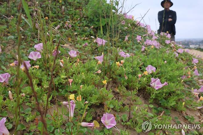 한동 단지모살에 핀 갯메꽃 [촬영 고성식]