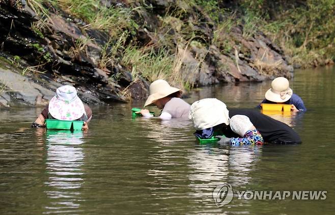 폭염 속 다슬기 잡기 삼매경 [연합뉴스 자료사진]