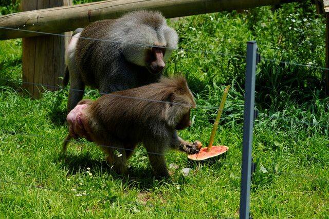 망토개코원숭이 토돌이와 미자가 수박을 먹고 있다. 김지원 기자
