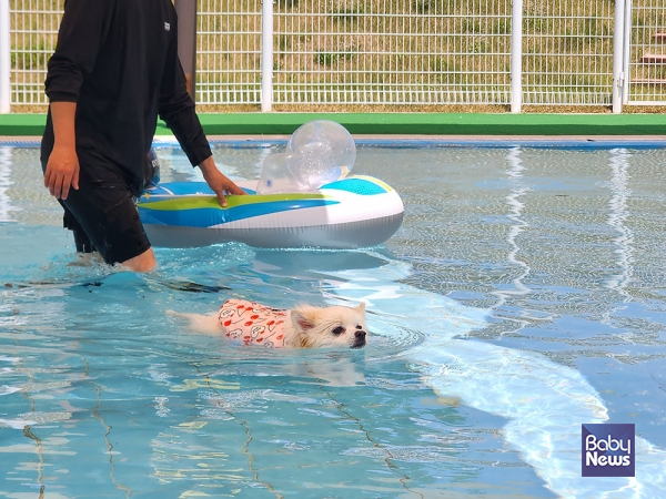 아이와 반려견이 함께 물놀이를 즐길 수 있는 대형 워터존. ⓒ의성펫웰드