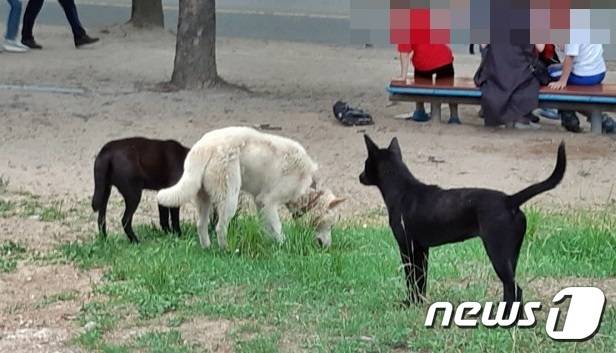 들개 자료사진./뉴스1 ⓒ News1 박아론 기자