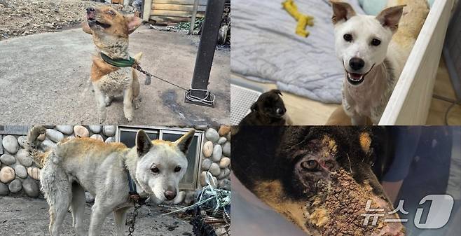 대규모 산불로 피해를 입은 강아지들의 점점 건강을 되찾았다(동물보호단체 제공). ⓒ 뉴스1