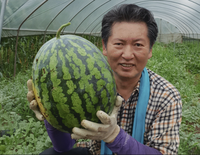 정청래 더불어민주당 의원이 지난 2016년 20대 총선 컷오프 당시 수박 농사를 지은 사진.