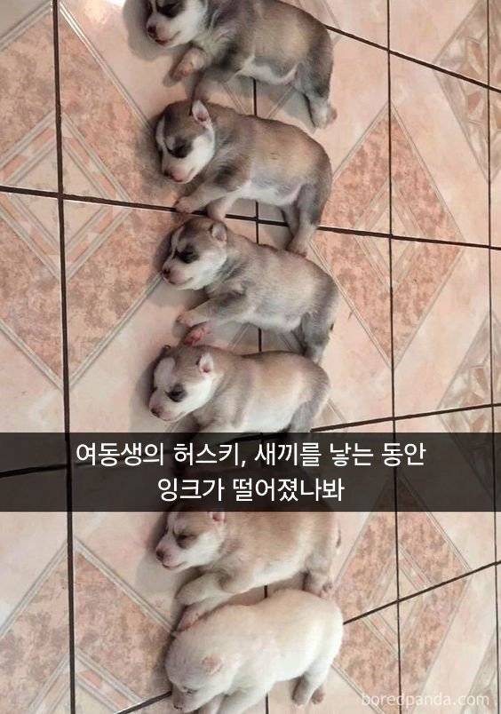 새끼 낳는동안 잉크가 떨어진 허스키.