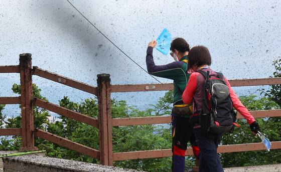지난달 30일 러브버그로 뒤덮인 인천시 계양산의 모습. [연합뉴스]
