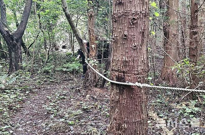 [제주=뉴시스] 임재영 기자 = 13일 오후 제주 서귀포시 남원읍 수악 남쪽 방향 탐방로 구간에 설치한 밧줄이 나무를 깊게 옥죄어 생육에 지장을 주고 있다. 2025.07.14. ijy788@newsis.com