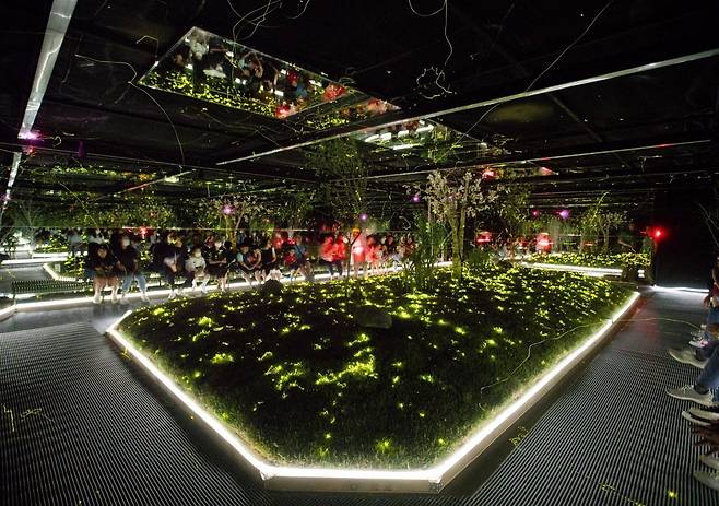 에버랜드 여름방학 동물 탐험 한여름 밤의 반딧불이 체험