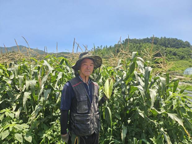 전라남도의 7월 친환경농산물에 선정된 ‘유기농 옥수수’를 재배하고 있는 임석중씨. 전남도 제공