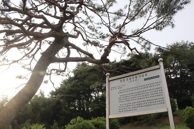 일간 김철 선생의 부인이 목을 매 자결한 소나무인 단심송.