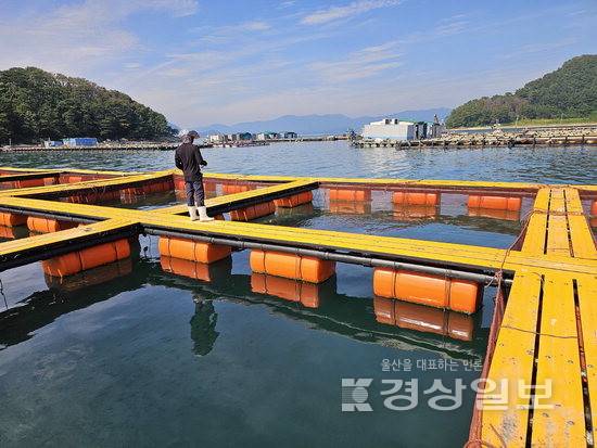▲ 고수온에 강하고 질병 저항력도 뛰어나며 양식장 관리에 유리한 쥐치가 기후위기 속에서 다시 주목받고 있다. 사진은 쥐치 양식장.