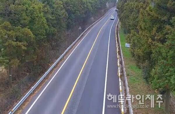 밀식된 도로변 삼나무림. (작업 전)