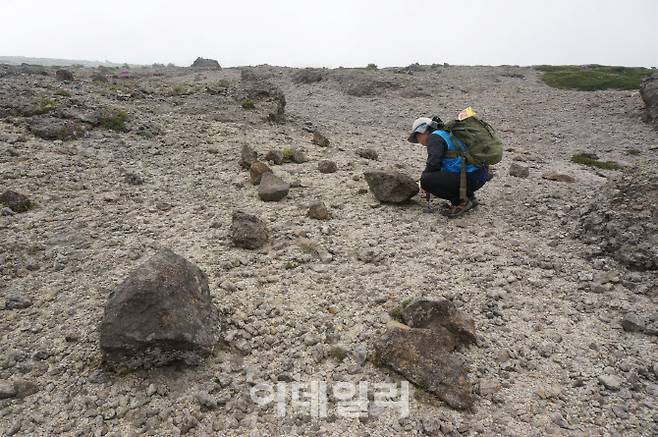 천연기념물로 지정된 ‘한라산 모세왓 유문암질 각력암 지대‘의 각력암편. (사진=국가유산청)
